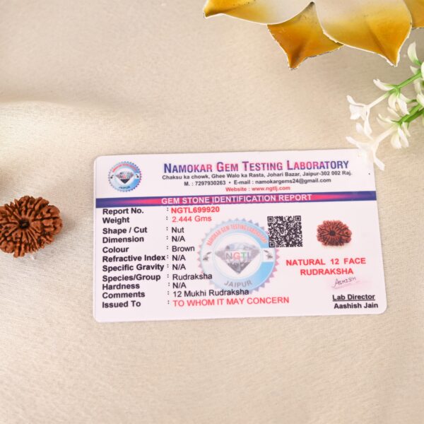 12 Face Rudraksha (Nepal) - Image 3