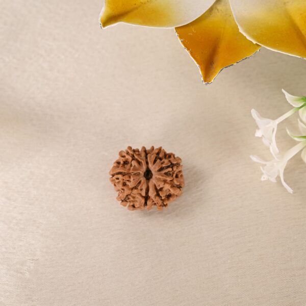 9 Face Rudraksha (Nepal) - Image 3