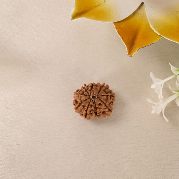 9 Face Rudraksha (Nepal) - Image 4