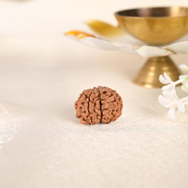 9 Face Rudraksha (Nepal)