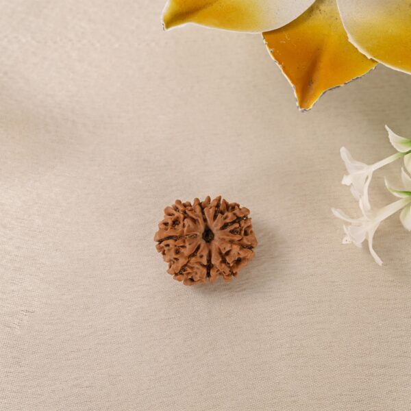 9 Face Rudraksha (Nepal) - Image 5