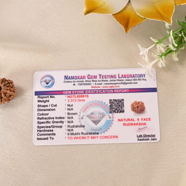 9 Face Rudraksha (Nepal) - Image 6